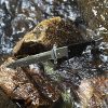 GVDV Pocket Knife with G10 Handle, 7Cr17 Stainless Steel Spring Assisted Folding Knife with Safety Liner-Lock, Tactical Camping Hunting Survival EDC Knife for Indoor and Outdoor Activities - Image 7